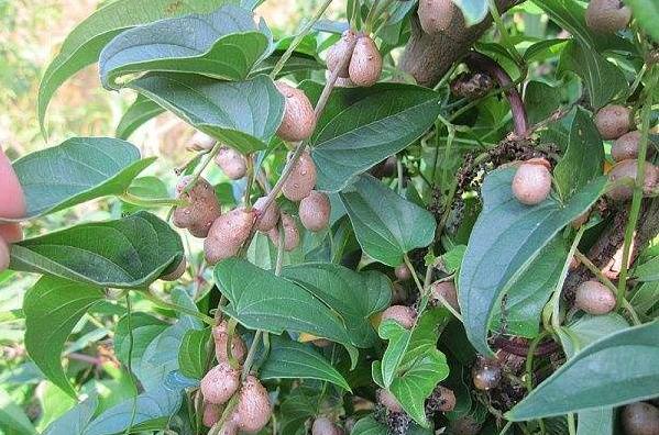 神农本草图经，薯蓣 菊花 甘草 人参 石斛 石龙芮