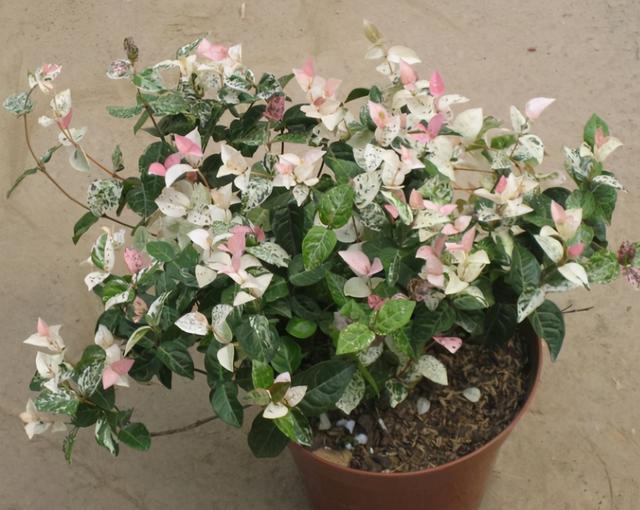 寒冷的冬天阳台“冷清”，养这5种花，叶子比花美，不开花也漂亮