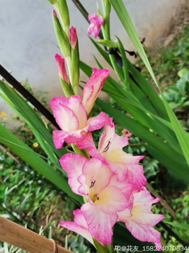 飞燕草竖着长，开花冲房顶，一串串真美