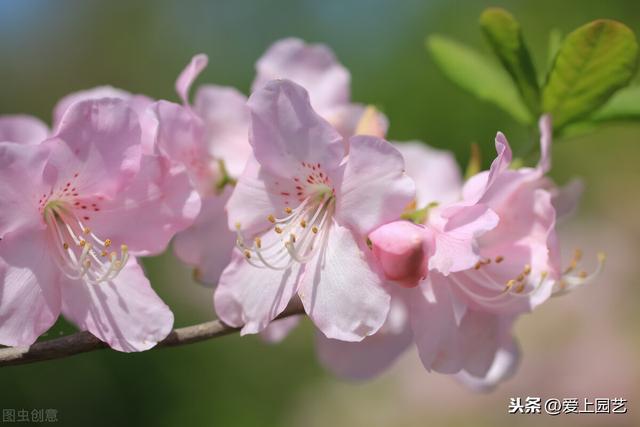 新手切记：3种花买来千万别换盆，原盆原土才能花开不断