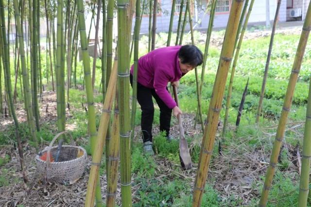 春笋|鲜嫩脆爽，金山春笋正当时！想尝鲜的朋友快看过来