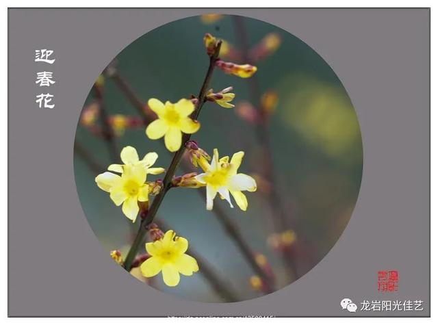 你的育儿经▲【停课不停学】迎春花儿开