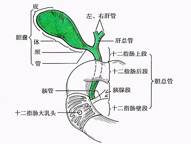 查出胆囊息肉后，大家不必太在意，大多数息肉并不是真正的息肉