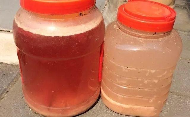 甲硝唑|淘米水加点料，没有异味，肥效能翻10倍，养啥花都旺