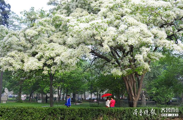 济宁市精神病防治院获评省级精神专科类区域医疗中心