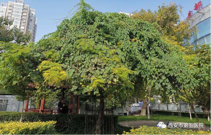 西安市|春日走进五院花园 走近神秘的中草药世界