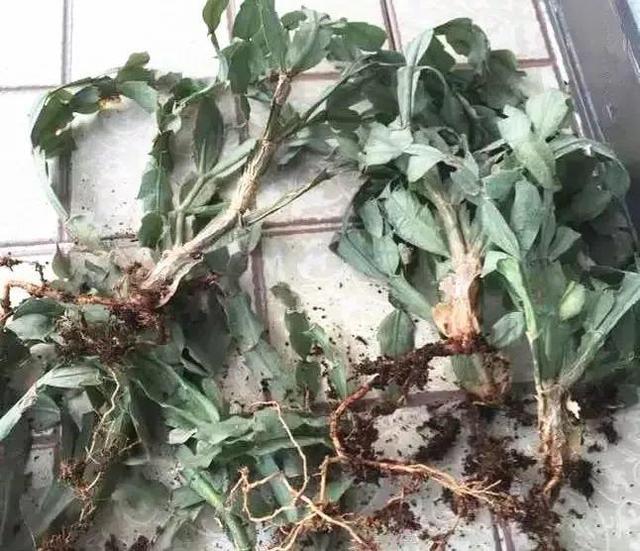 长寿花|这花就得饿着养，盆小水少，叶子越剪长得越旺！