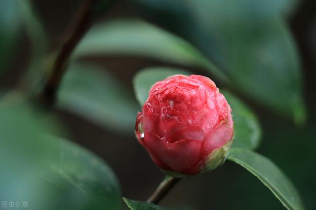 茶花掉花苞的原因，藏在一句“顺口溜”里，古人的经验，值得借鉴