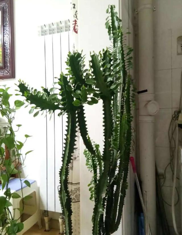 15种镇宅花，家里摆一盆，镇宅旺运超霸气