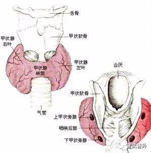 激素|反复骨折、泌尿系结石竟全是因为它