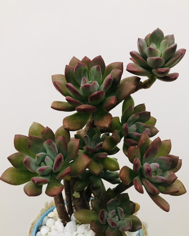 红稚儿不是红孩儿，听话好养护，晒晒太阳就变红