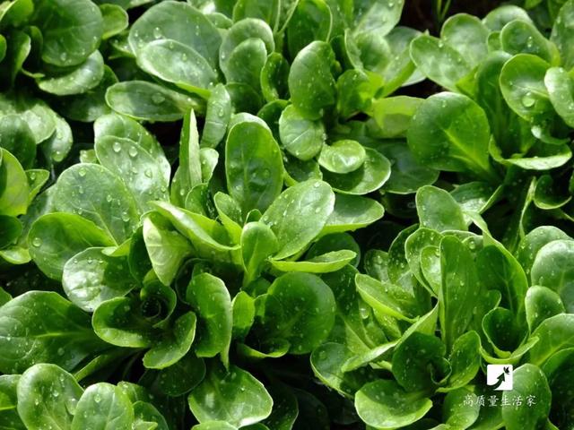 维生素|别只吃水果补维生素C了！这10种蔬菜维生素C含量比橙子还高