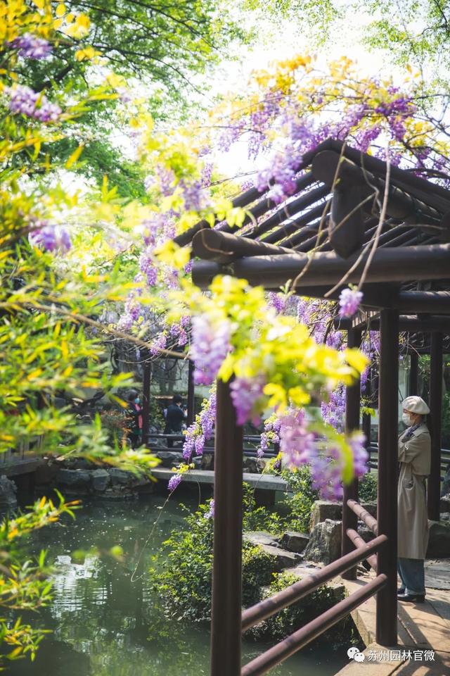 『玩乐足迹』去打卡!苏州园林紫藤花开,如梦的人间四月天来啦~