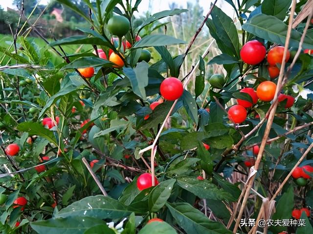 路边有一种“野果子”，初看不起眼，盆栽起来“赏果”上百天