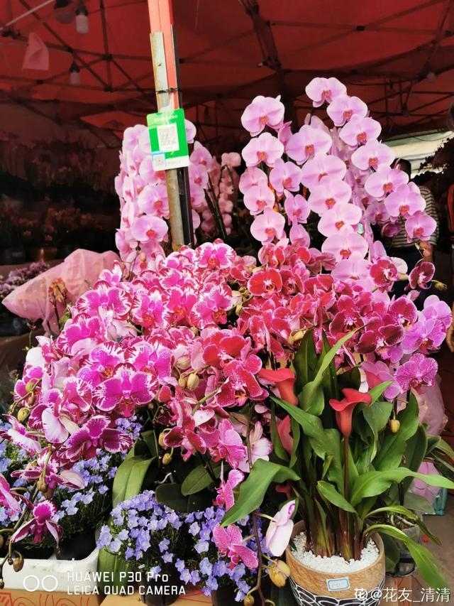 逛花市去捡漏，买了一堆长寿花，拿回来竟然全活了