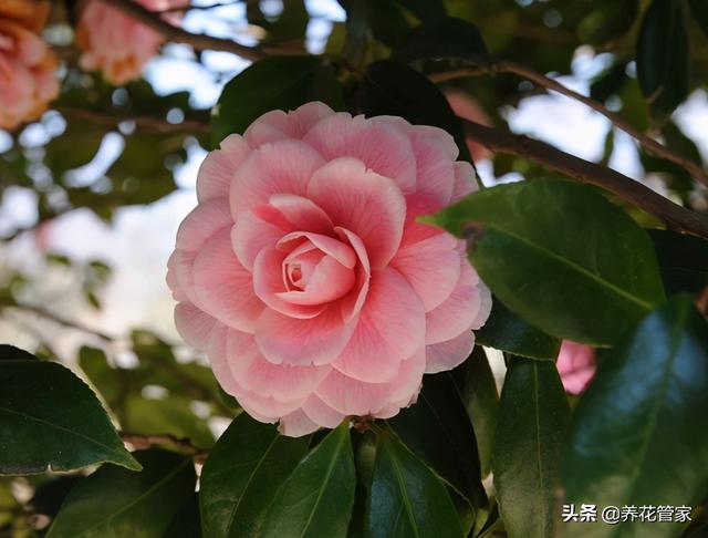 这五种花，冬天不能缺水，缺水不开花