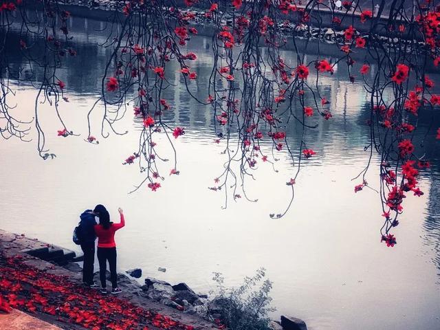 #世界那么大#实时好摄处:3月的佛山“红了”!木棉花绽放,嫣红惊艳时光