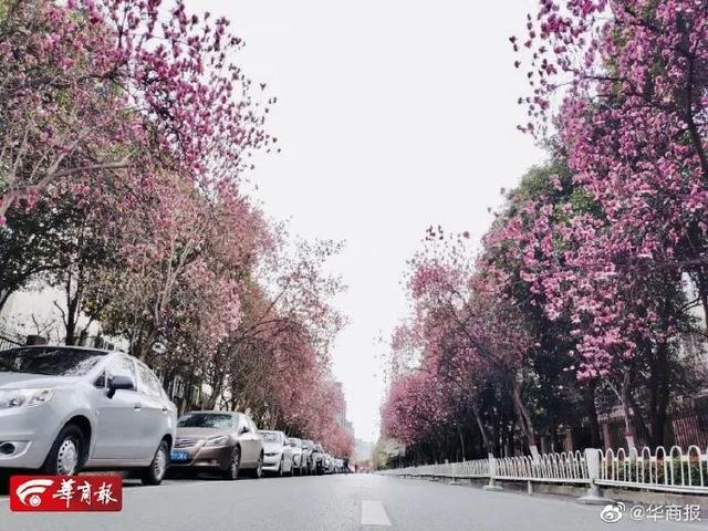 「旅行百事通」实名曝光西安这几个地方的春天，太美了…