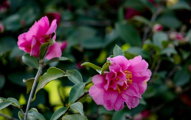 11月养盆“喜冷花”，再冷也有花看，花团锦簇，美如画