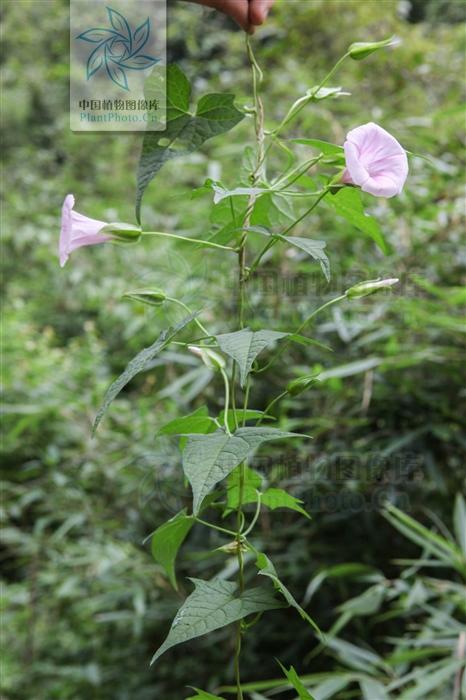 旋花，见过吗？能益气，养颜