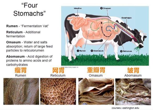 国外悄悄流行的纯肉饮食，这25个常见问答，可能颠覆你的营养认知