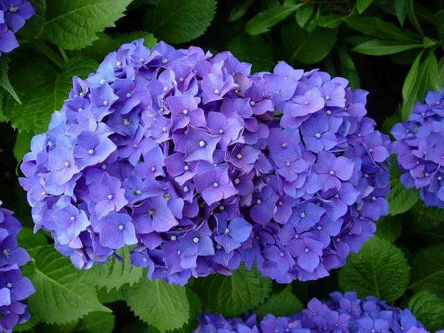 大咖分享 | 蓝色花境植物有那些？