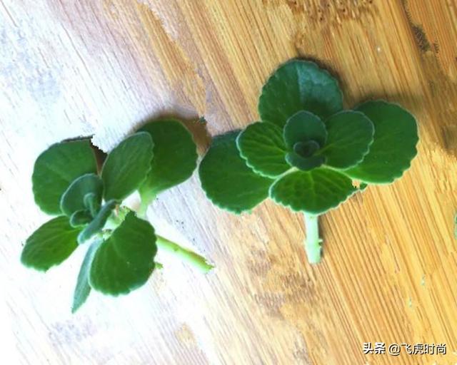 四种花一年四季能插扦，生根很容易，掌握方法才是重点