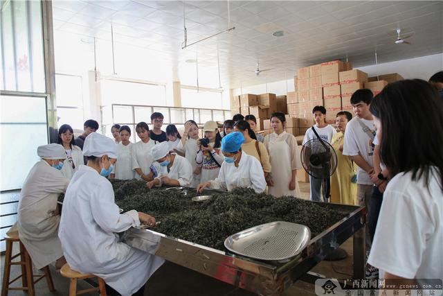 学院|广西职业技术学院茶文化推广进乐业凌云活动综述