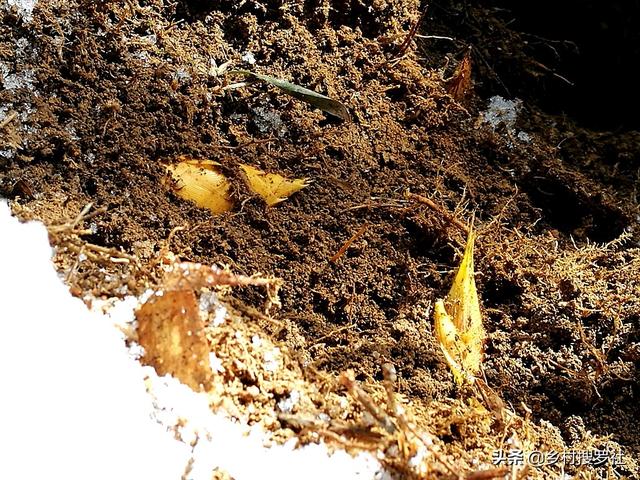 挖笋的技巧图解，学会这6招，你也可以挖到冬笋