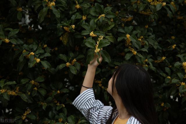 昔年，与君一起赏桂花