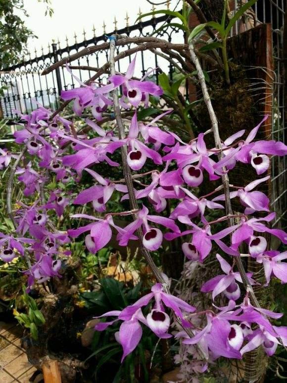 4种“养人花”，人养它，它更养人，摘了泡泡茶，大病小病不见了