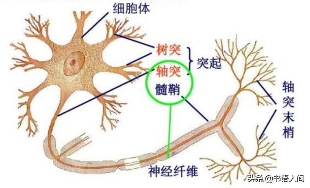 营养元素|你是你吃出来：蔬菜水果怎么吃？掌握这几点，营养补充才更全面