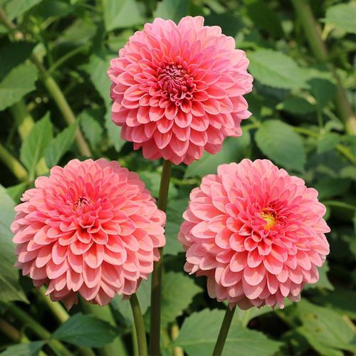 『新家大变样』大丽花开花比月季大,花型似菊花,块茎如地瓜,实在令人炫目