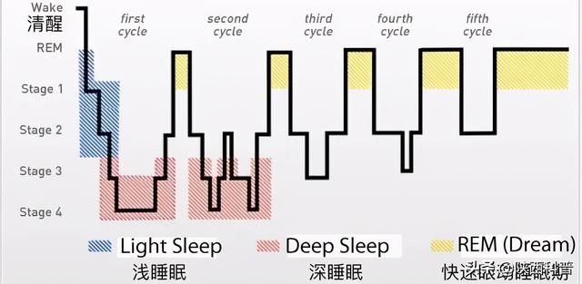 为什么有的人在闹钟响之前就醒来，有的人定几个闹钟也起不来？