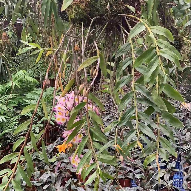 神农本草图经，薯蓣 菊花 甘草 人参 石斛 石龙芮