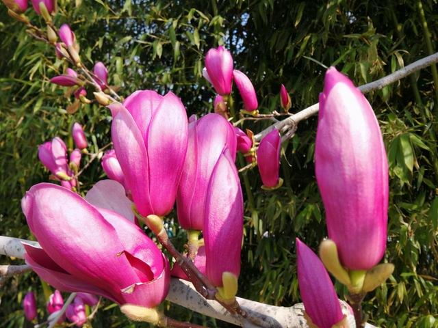 4种花真神奇，不长叶子先开花，原来原因在这里