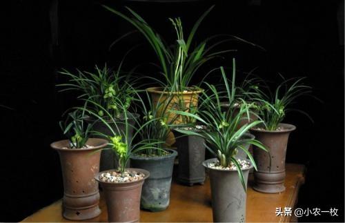 学会这三个实用的小技巧，家里的丝兰长势旺盛而且好看