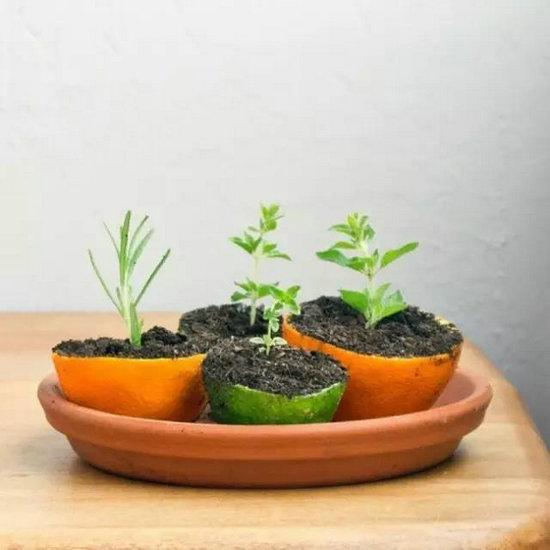 柠檬|柠檬的10种妙用……收好，不用谢我