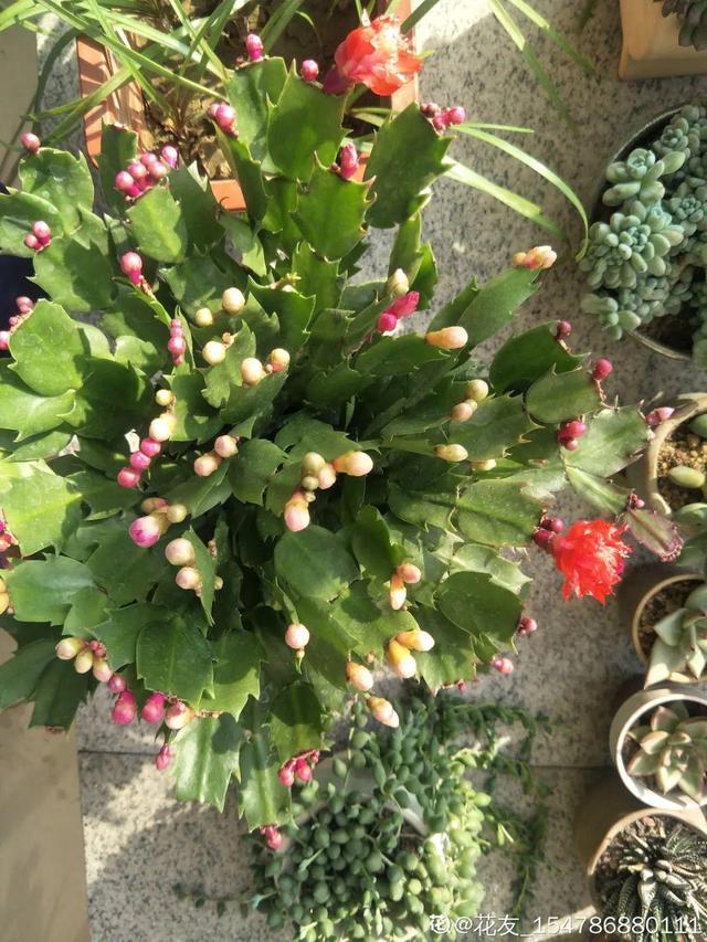 逛花市去捡漏，买了一堆长寿花，拿回来竟然全活了