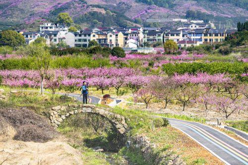 旅行柚子君:金华源东举办“云”上桃花节