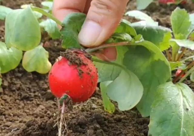 养花不如种菜，阳台种上4种菜，油绿漂亮，再冷不用出门买