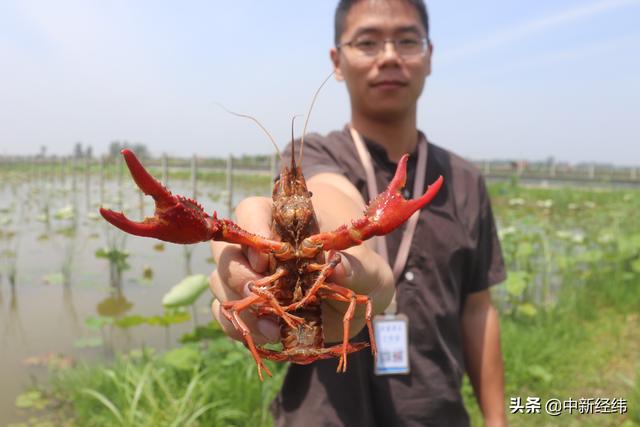 「中新经纬」53天增投20亿，阿里巴巴提速数字助农平台建设