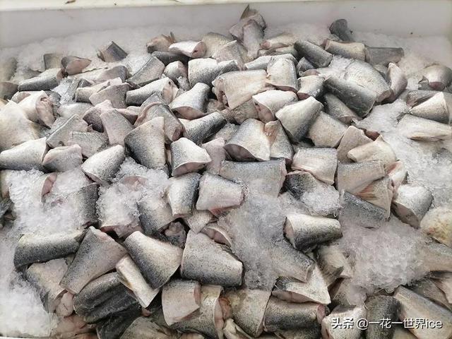 与白鲢一字之差，价值却远超白鲢，市场10元1斤，年底很抢手