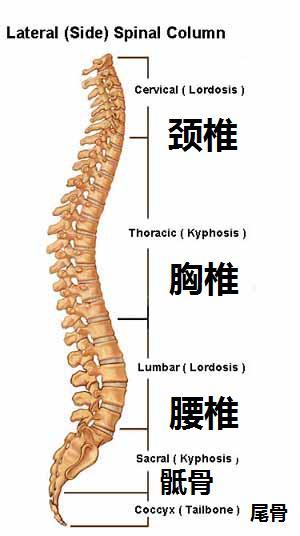 椎间盘|腰椎疾病、腰椎间盘突出你想知道的事全集！