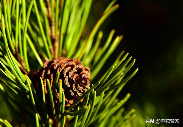 这种“树”，全身是宝，养啥花都爆盆