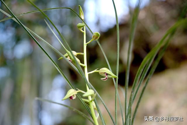 兰花开完花如何养护？剪花施肥都知道，最后一招才巧妙