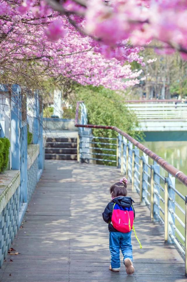 「趣旅游」趁樱色,入画来!