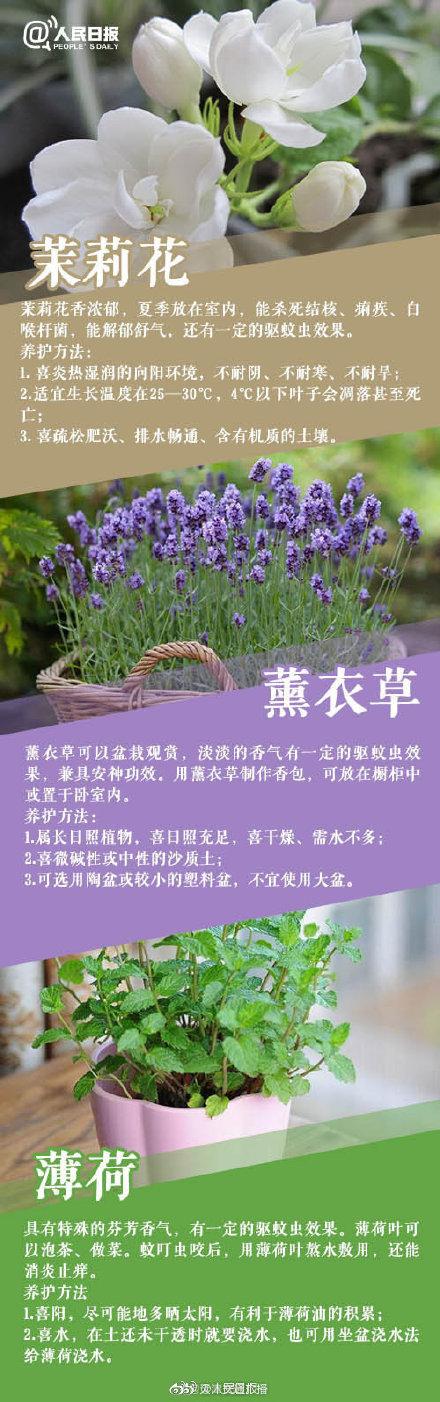 植物|家里常养这些植物，好看又有利健康