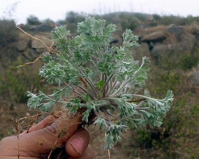 这种常见的野草能缓解肝炎、肝硬化腹水，或许你家门口就有