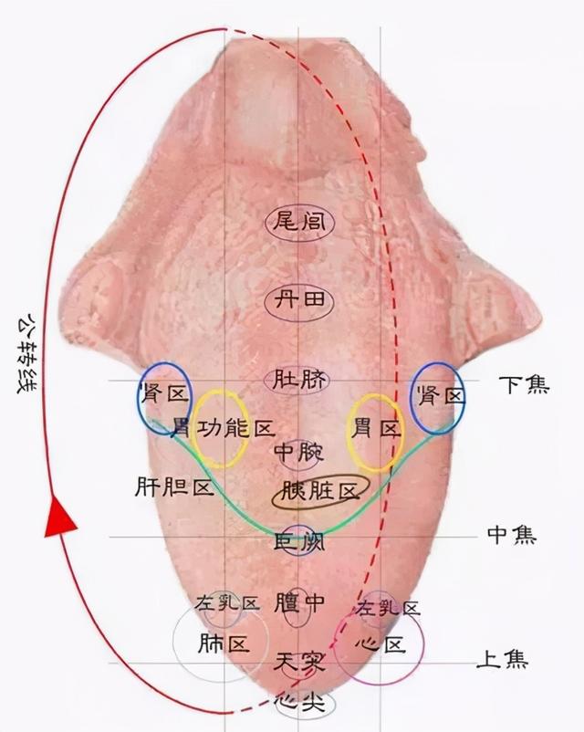 手把手教你学舌诊 四种常见舌象用药一看就会